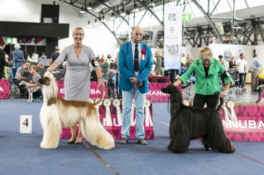 1.day judging ring great dane, afghan hound 