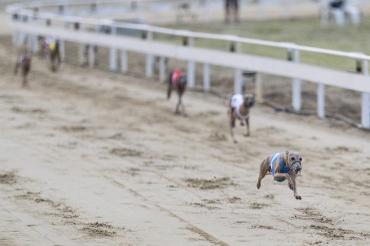 final - italian greyhound sprinter male