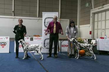 best of breed competition and other pictures (unedited)