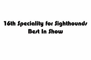 16th Speciality for sighthounds Best In Show (unedited)