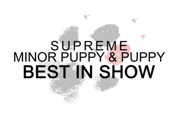 Supreme Minor Puppy  & Puppy BIS (unedited)