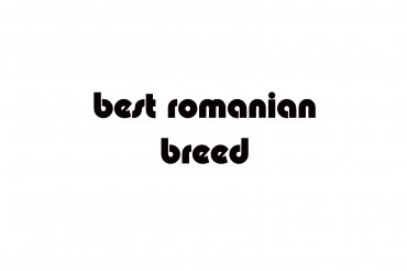 best romanian breed (unedited photos)