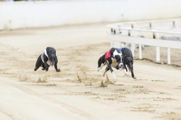 42-46 Lauf greyhound (unedited photos)