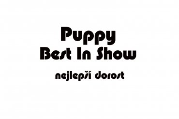 puppy best in show (unedited photos)