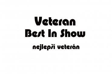 veteran best in show (unedited photos)