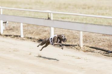 31-33 Lauf italian greyhound sprinter male