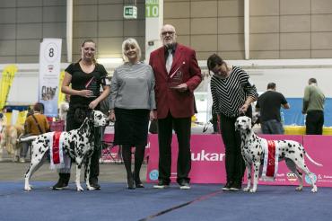 best of breed competition