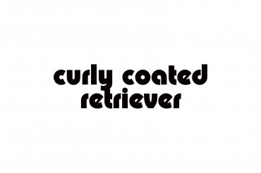 curly coated retriever (unedited photos)