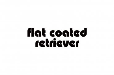 flat coated retriever (unedited photos)