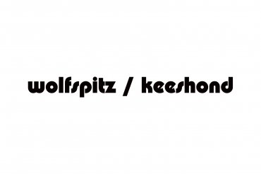 wolfspitz / keeshond (unedited photos)
