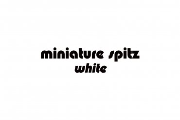 miniature spitz - white (unedited photos)