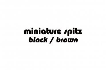 miniature spitz - black/brown (unedited photos)