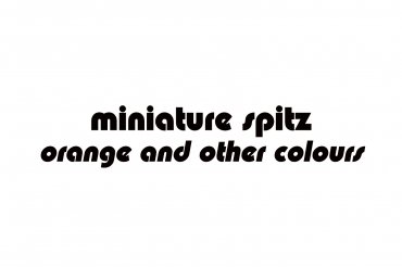 miniature spitz - orange and other colours (unedited photos)