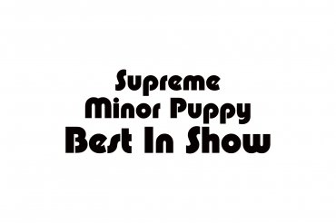 supreme minor puppy best in show (unedited photos)