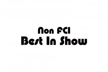 non FCI breeds best in show (unedited photos)