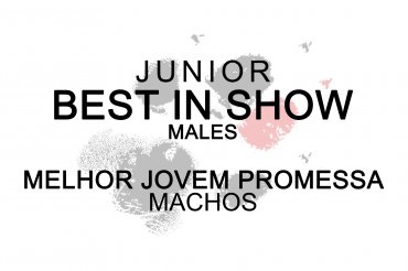 Junior Best In Show males (unedited)