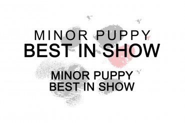 Minor puppy Best In Show (unedited)