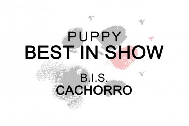 Puppy Best In Show (unedited)