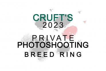 Day 2 - Welsh corgi pembroke breed ring (unedited)