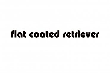 flat coated retriever (unedited photos)