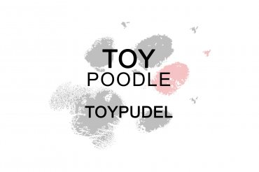 Toypudel (unedited)