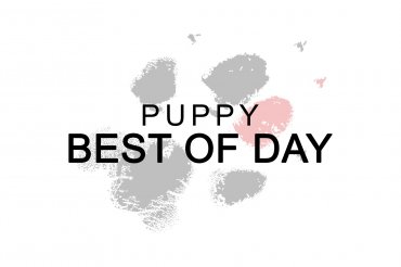 Agria Winner - Puppy Best Of Day (unedited)