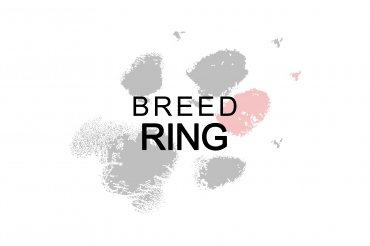 Samoyed ring (unedited)