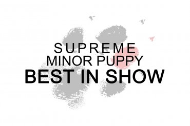 Supreme Minor Puppy Best In Show (unedited)
